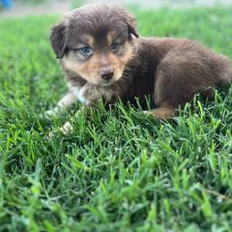 Jabba The Hutt - Red tri-color Australian Shepherd puppy in Amarillo, Texas from Luna’s Mini Aussies