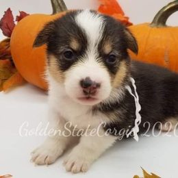 Pembroke Welsh Corgi Puppies from Golden State Corgis