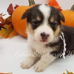 Pembroke Welsh Corgi Puppies from Golden State Corgis