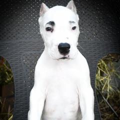 Coeus- Boy 3, eyebrow spots - White male Dogo Argentino puppy in San Diego, California from Debonair Dogos