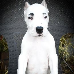 Coeus- Boy 3, eyebrow spots - White male Dogo Argentino puppy in San Diego, California from Debonair Dogos
