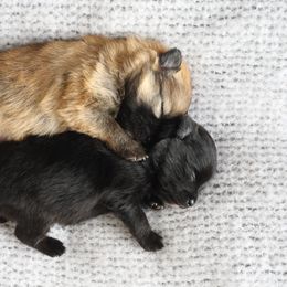Chihuahua and Pomeranian Puppies from PNW Designer Toy Breeds