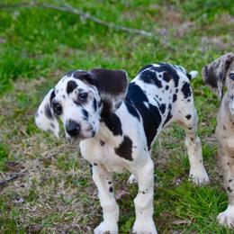 Harlequin girl 1 - Harlequin female Great Dane puppy in Golconda, Illinois from Breken Great Danes