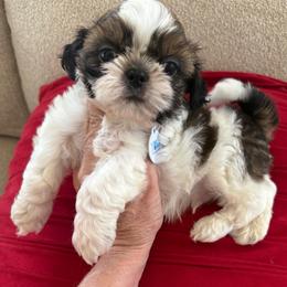 AKC Churro Valentino- Champion Blood Line - Red and white male Shih Tzu puppy in Long Beach, California from Prieto Shih-Tzu's