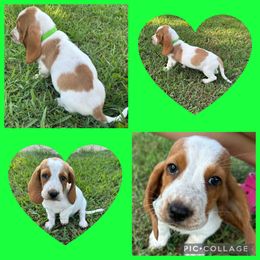Basset Hound and Dachshund Puppies from Heyliger Hounds