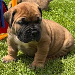Blue - Brown male Boerboel puppy in Callicoon, New York from Southern Pride Boerboels