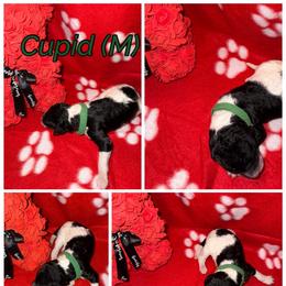 Cupid - Parti male Poodle puppy in League City, Texas from Chauffeured Poodles