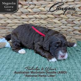 Canyon - Red Collar - male Australian Mountain Doodle puppy in Oxford, Alabama from Magnolia Grove Doodles