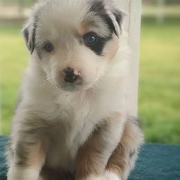 Willow - Blue merle Australian Shepherd puppy in Wewoka, Oklahoma from OutBack Aussie OutLaws