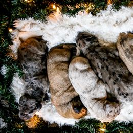 Great Dane Puppies from Pepper Mae Danes