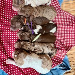 Orange - Chocolate male Goldendoodle puppy in Hesperia, Michigan from Red Acres Poodles & Doodles