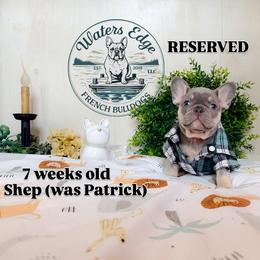Patrick Star - Tricolors male French Bulldog puppy in Strunk, Kentucky from Waters Edge French Bulldogs LLC