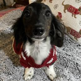 Boop - Dachshund
