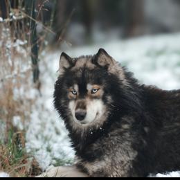 Siberian Husky puppies from Cascade Siberians