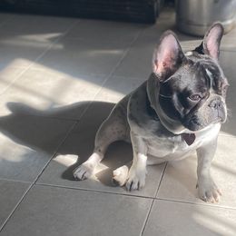 French Bulldogs from Migos Frenchies