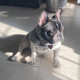 French Bulldogs from Migos Frenchies