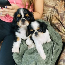 English Toy Spaniel Puppies from Skyline