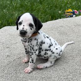 Chase - White and black male Dalmatian puppy in Newfoundland, Pennsylvania from Poconopaws