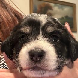 Lola - Piebald female Dachshund puppy in New Smyrna Beach, Florida from J & L Mini D’s