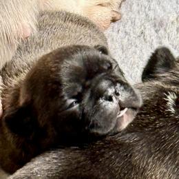 American Bully and French Bulldog Puppies from Bolt Action Kennel