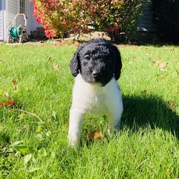 Labradoodle Puppies from Dog Paw Doodles