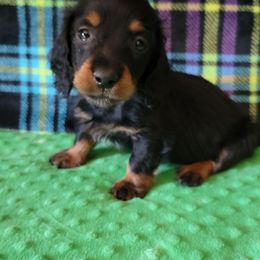 Boy 4 - Black and tan male Dachshund puppy in Klamath Falls, Oregon from Luvindoxys4u