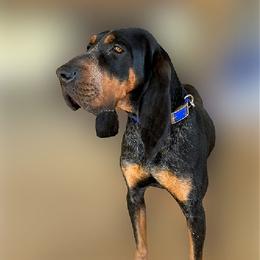 Roxie - Bluetick Coonhound