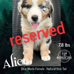 Alice - Blue merle female Australian Shepherd puppy in Albany, Georgia from Muckalee Lane Aussies