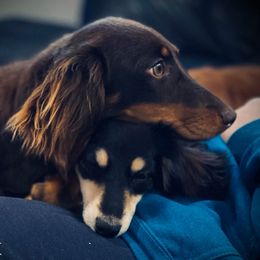 Dachshunds from SRKs Miniature Dachshunds
