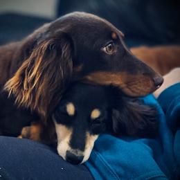 Dachshunds from SRKs Miniature Dachshunds