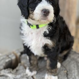 Australian Cattle Dog and Bernedoodle Puppies from Diamond U Doodles & True Grit Stockdogs