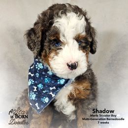 SHADOW - Brown Collar - Blue merle male Bernedoodle puppy in Jackson, Michigan from A Star is Born Doodles