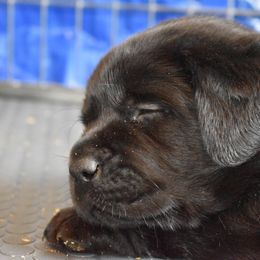 Labrador Retriever Puppies from Ronara Labradors