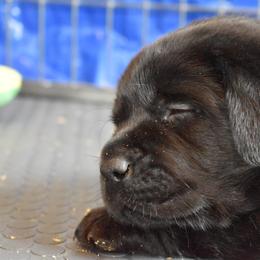 Labrador Retriever Puppies from Ronara Labradors