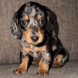 Girl 1 - Dapple female Dachshund puppy in Tonopah, Arizona from Brandie's Dachshunds