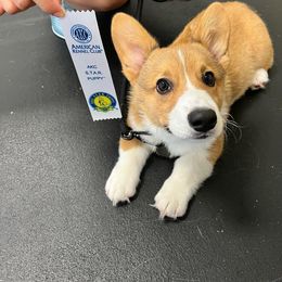 Pembroke Welsh Corgi Puppies from California Corgi Butts