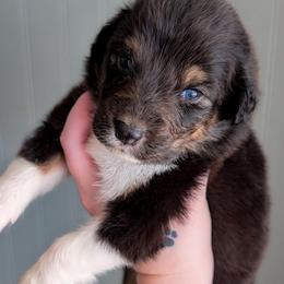 Grumpy - Black tri-color male Australian Shepherd puppy in Georgetown, Texas from River Reign Australian Shepherds