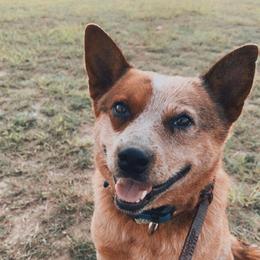 Louis - Australian Cattle Dog