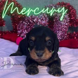 Dachshund Puppies from Camacho_Dachshunds