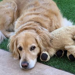 Golden Retrievers from Creme Brulee Goldens
