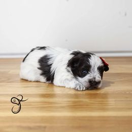Ivy - Parti female Miniature Schnauzer puppy in Diamond Valley, Utah from JoJo's Schnauzers