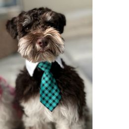 Scoob - Miniature Schnauzer