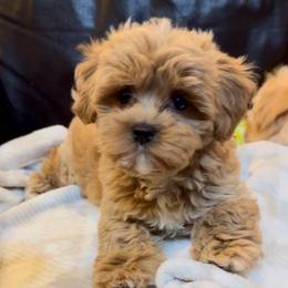 Scarlett - Apricot female Maltipoo puppy in Lancaster, South Carolina from 3 Bs Havanese-PUPPIES with  PURPOSE