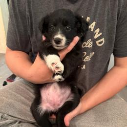 Spider Women - Black and white female Border Collie puppy in Grapeview, Washington from Athena’s Collies