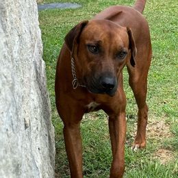 Xander - Rhodesian Ridgeback