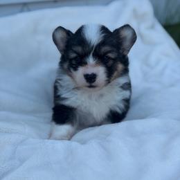 Eevee (Dandelion) - Black and tan female Pembroke Welsh Corgi puppy in Fairchild, Wisconsin from Reigning Corgis