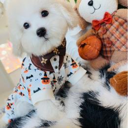 SNUGGLES - White male Maltipoo puppy in Sugar Land, Texas from Celebrity Maltipoos