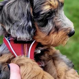 Aussiedoodles, Bernedoodles, and Double Doodles from Whaleydoodles