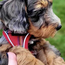 Aussiedoodles, Bernedoodles, and Double Doodles from Whaleydoodles