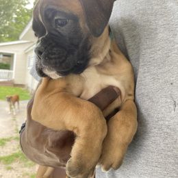 Boxer Puppies from Vandalo Boxers